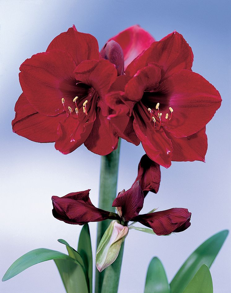 Amaryllis 'Benfica'