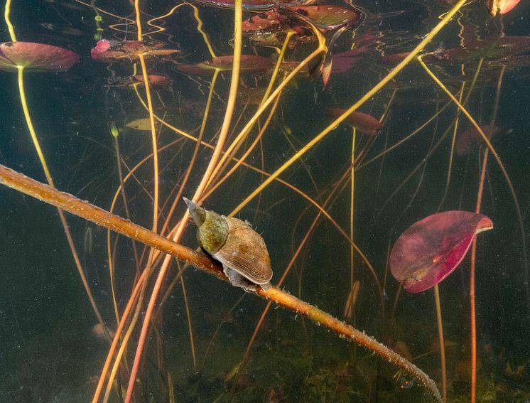 Större dammsnäcka_Lymnaea stagnalis_foto_Jonas_Roth