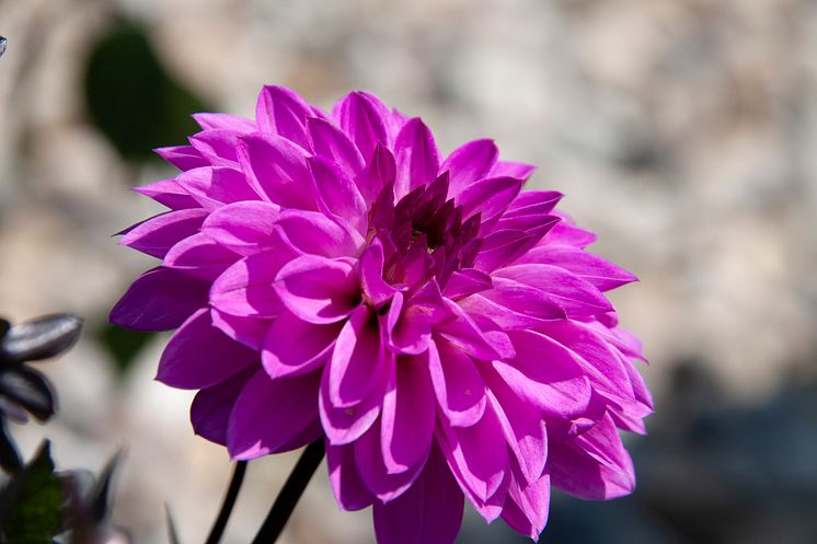 Dahlia Dark Dalaya Kala Ambiente 