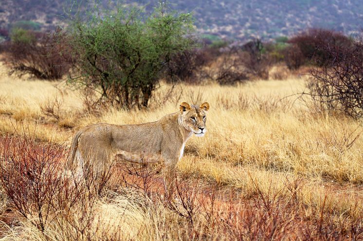 Jambo Safari i Östafrika