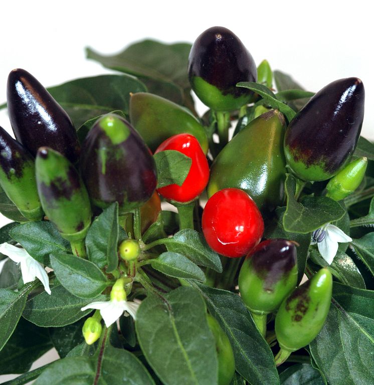 Spanskpeppar Capsicum annuum