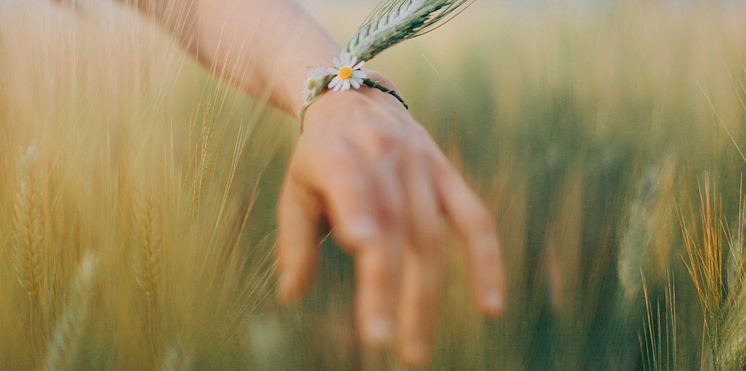 Wheat field