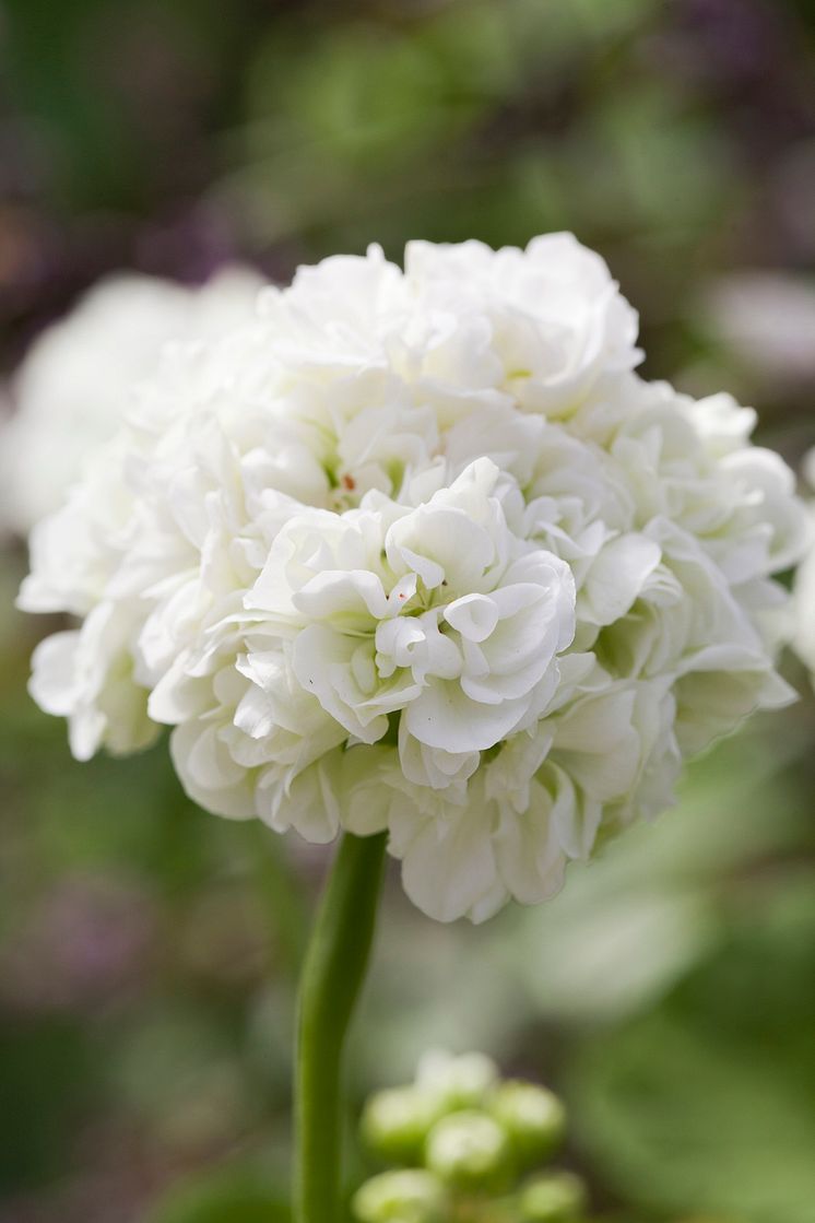 Pelargonium ´Kronprinsesse Mary´