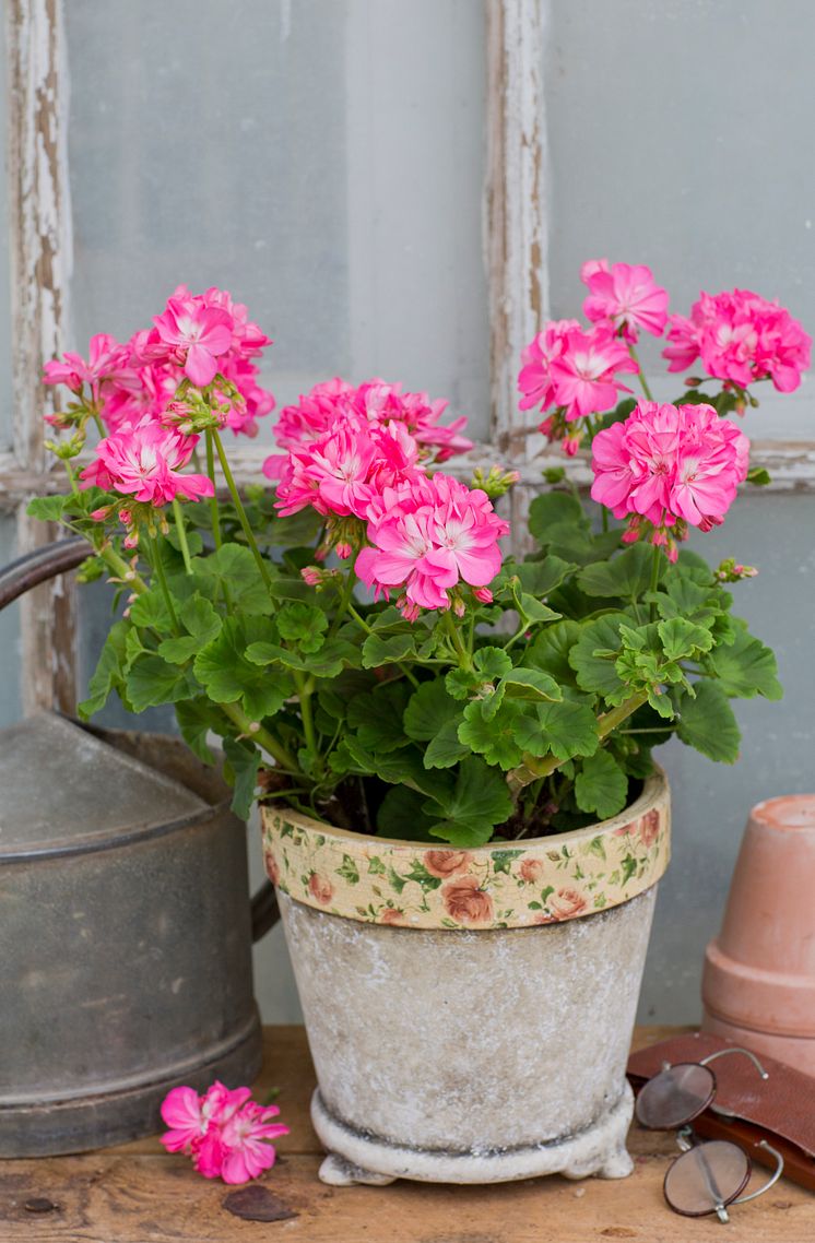 Pelargonium x hortorum ’Maria Dangel’ i betongkruka