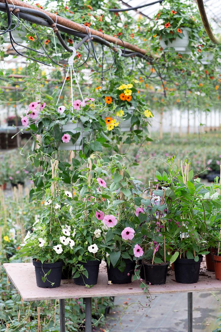 20èrets Sommarblomma 2023 Thunbergia alata Svartîga foto annikasnaturligating