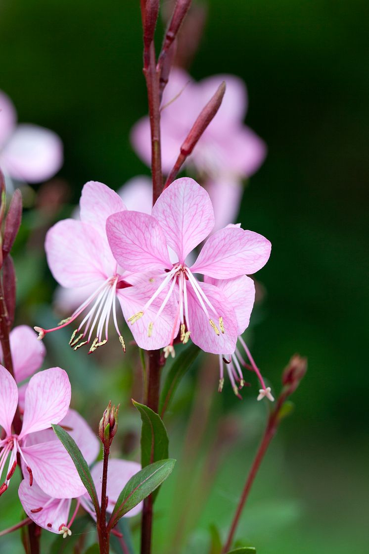 Gaura 2018 Foto@annikasnaturligating   (6)