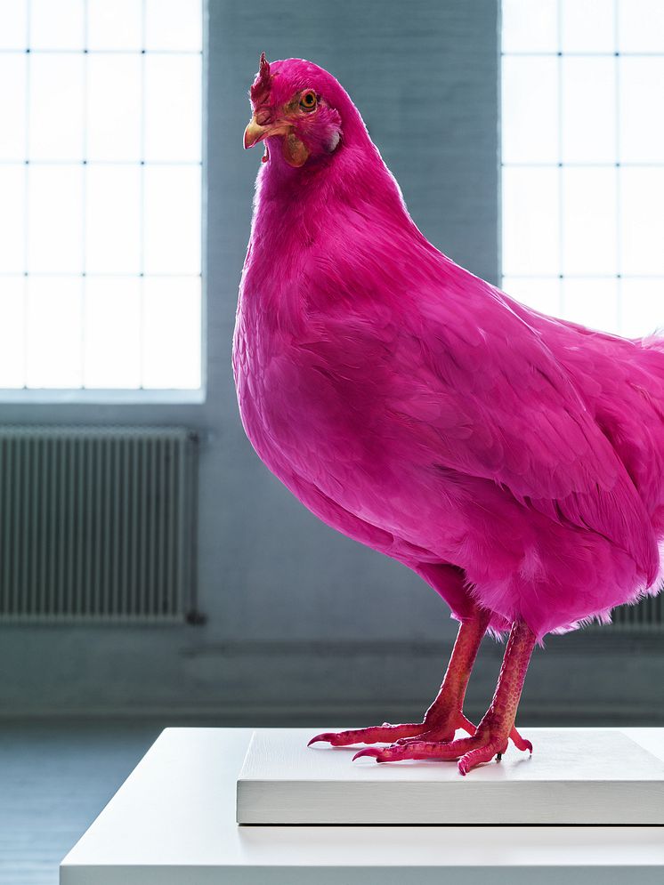 Nonhuman Nonsense Pink Chicken Project