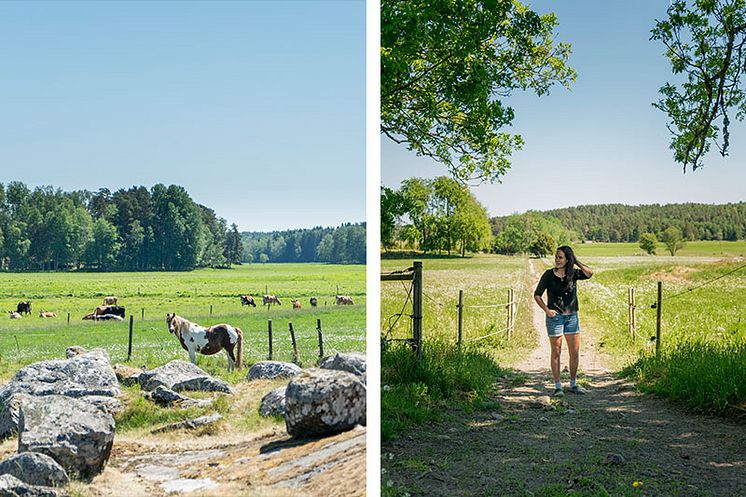 Marie Backrud Ivgren - Löfsta Herrgårdsmejeri