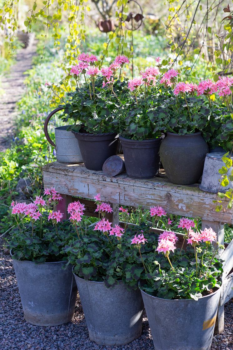 Årets Pelargon 2025 14 Pelargonium Summer Twist Rose foto annikasnaturligating.jpg
