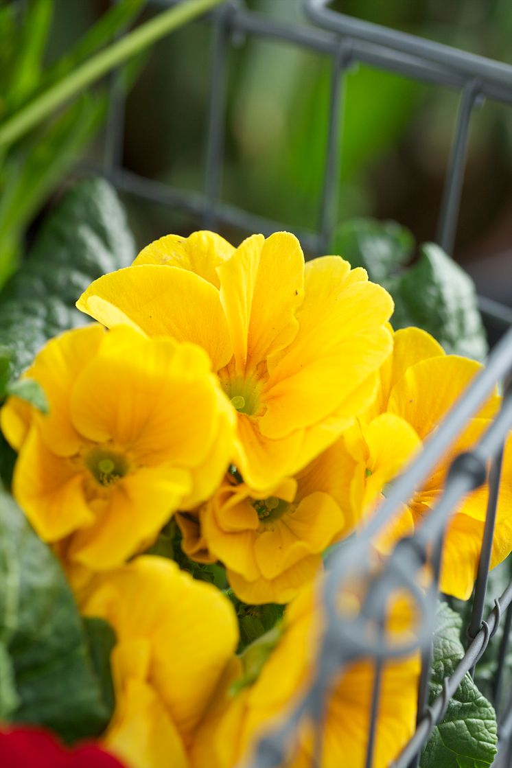 Primula Jordviva