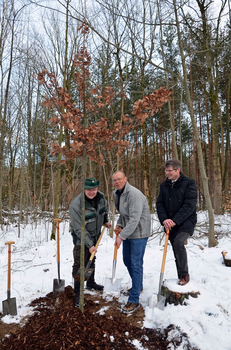 Zur Eröffnung des Aktionsjahres "Waldgebiet des Jahres 2018" wurde im Wermsdorfer Wald eine Eiche gepflanzt