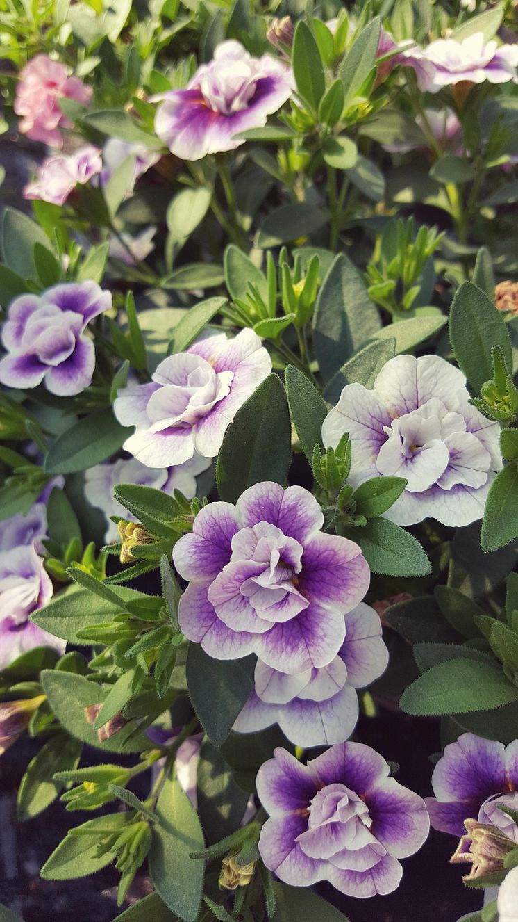 Fylldblommande småpetunia Uno Double LavTastic