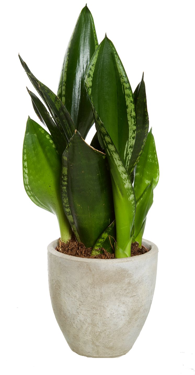 Svärmors tunga,  Sansevieria trifasciata