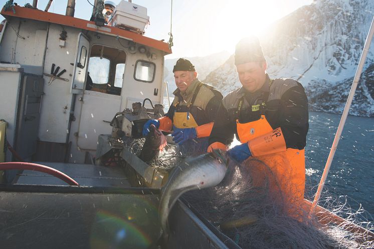 Nachhaltigkeit wird groß geschrieben: die Einhaltung von strengen Fangquoten und der Einsatz von schonenden Fangmethoden sind für die Norweger selbstverständlich. So wie hier beim Skrei, dem norwegisch-artischen Winterkabeljau.