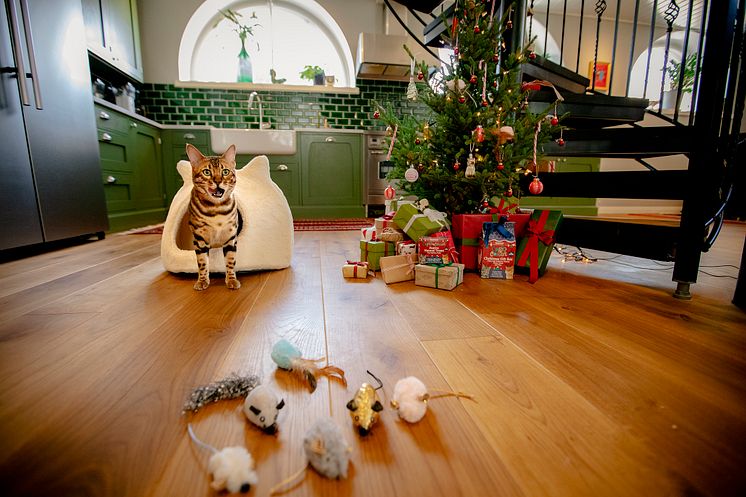 Katt i hule