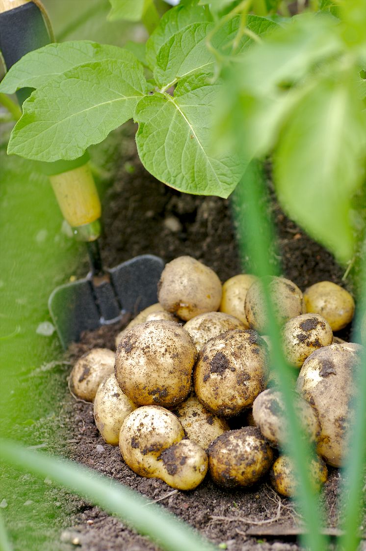 Färskpotatis - odling