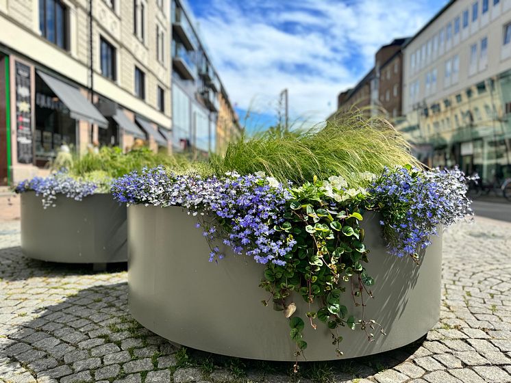 Sommarblommor i Karlstad.jpg