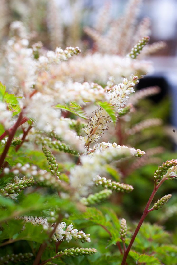 Koreansk plymspirea