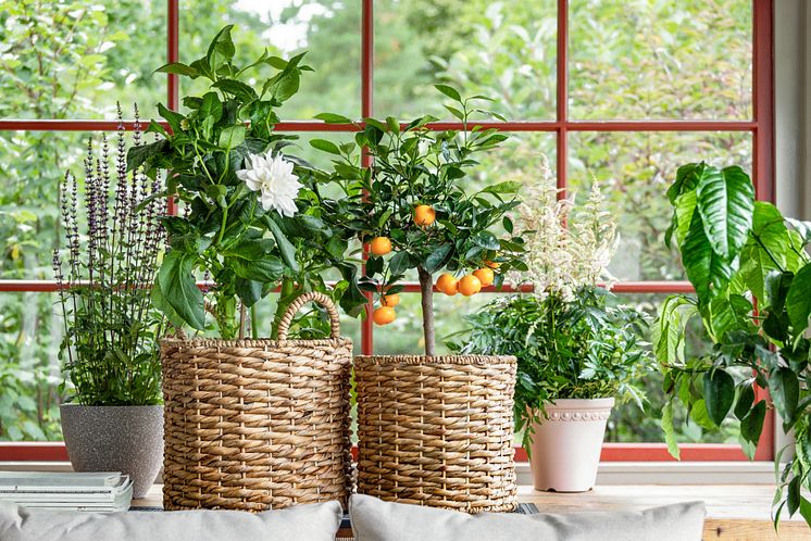 Rusta_2024_S2_Flower_pot_Toscana_Basket_pot_set_Lissabon-I