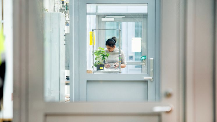 Forskare syns genom dörrar i växthus.