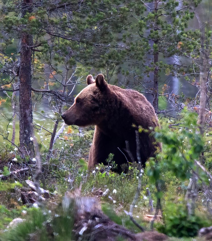 Skandinavisk brunbjörn