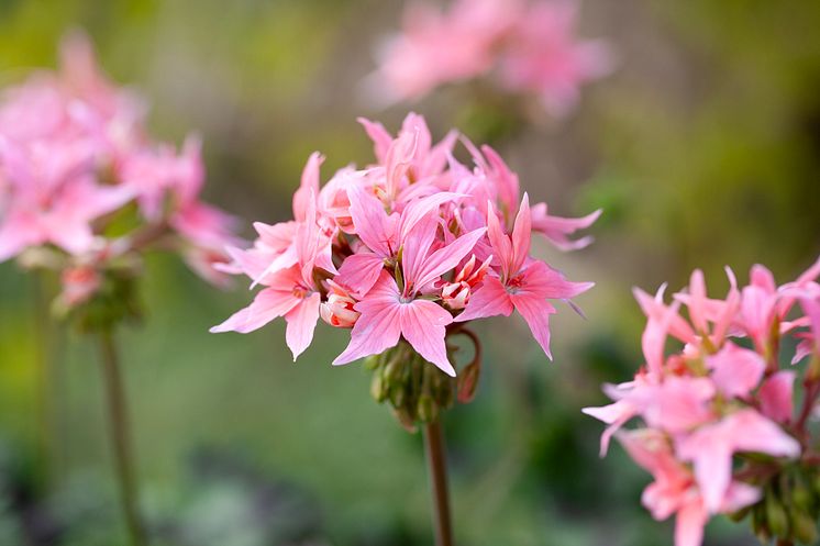 Årets Pelargon 2025 Pelargonium Summer Twist Rose Nära foto annikasnaturligating (1).jpg