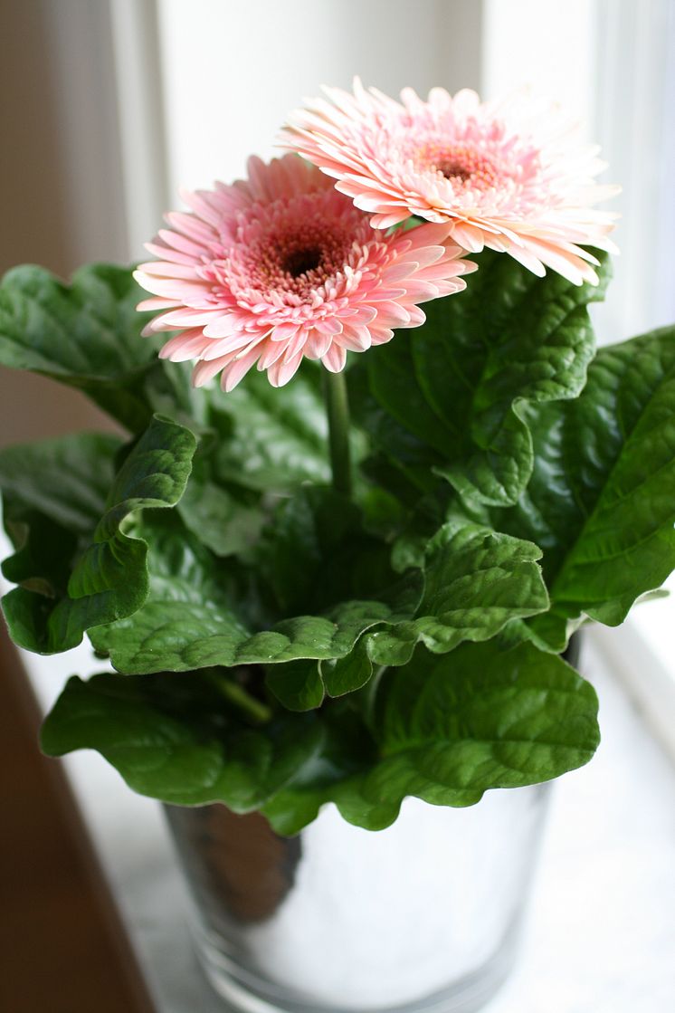 Gerbera 5