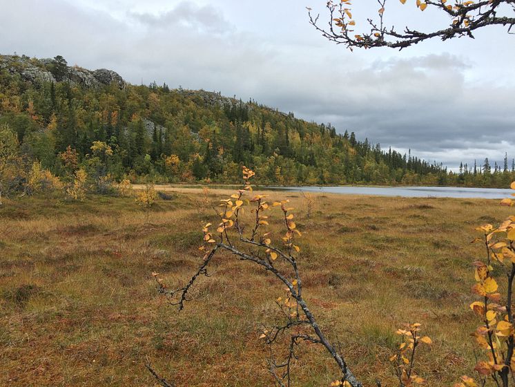 Höstbild över Ruttjärn