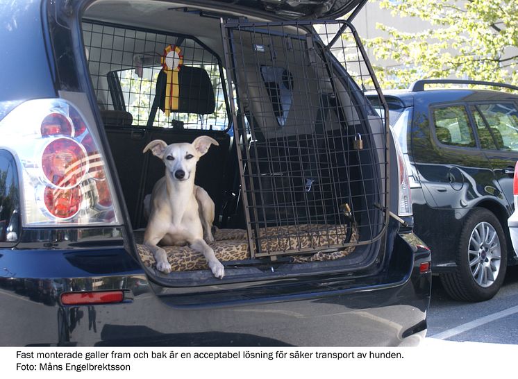 Bilsäkerhet för hund - gallergrind