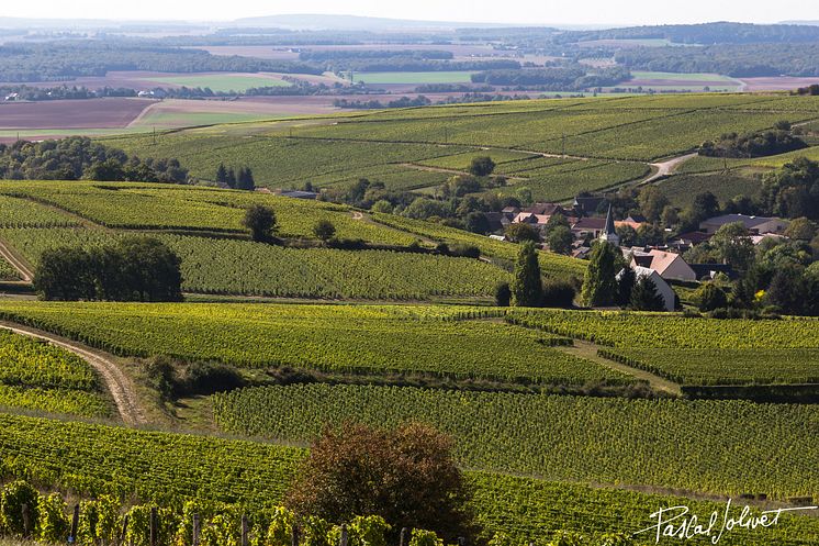 Pascal Jolivet vineyards