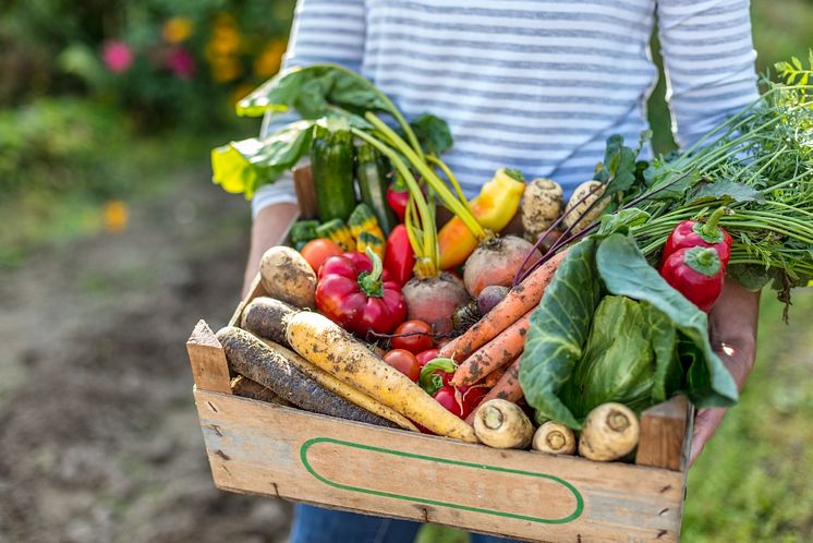 11_Vegetable harvest_box_Neudorff.jpg