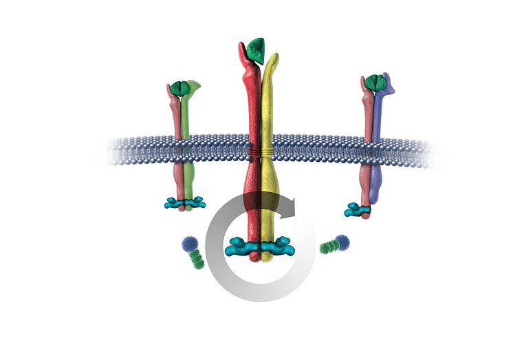 Cancerläkemedlet Giotrif – irreversibel blockering av EGFR