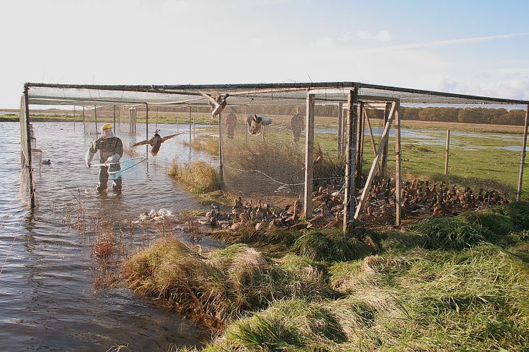 Forskning vid Ottenby fågelstation