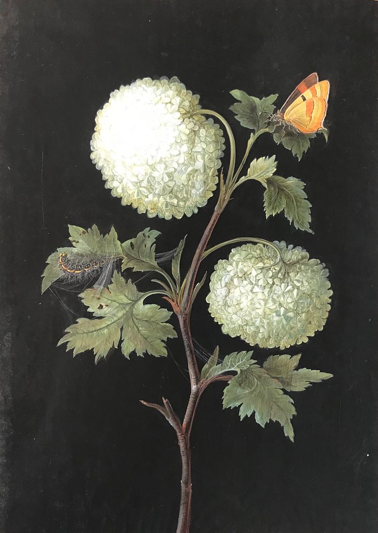 Barbara Regina Dietzsch, Skogsolvon (Viburnum opulus) med Eldsnabbvinge och spinnarlarv, odaterad. Inv.-Nr. Norica285, Germanisches Nationalmuseum, Nürnberg. Leihgabe Museen der Stadt Nürnberg, Kunstsammlungen