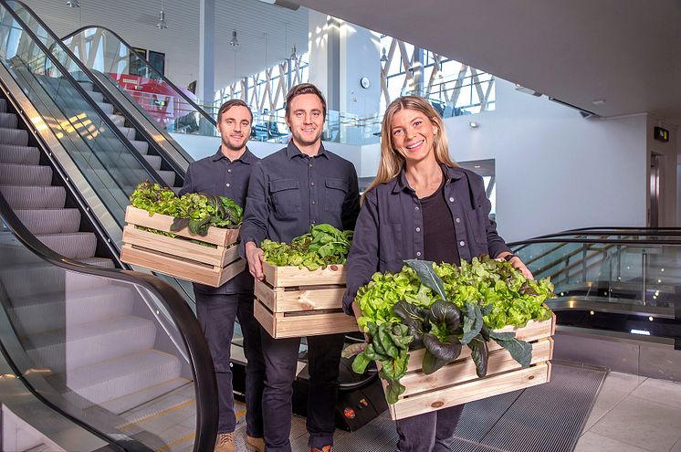 Harvest – hållbar odling av närskördade grönsaker i centrala Umeå