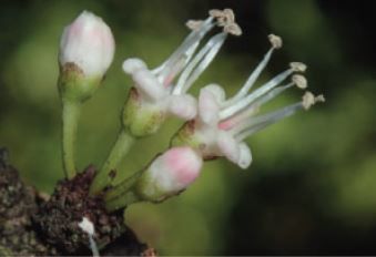 Pycnandra poindimiensis, ny art av tuggummiväxt