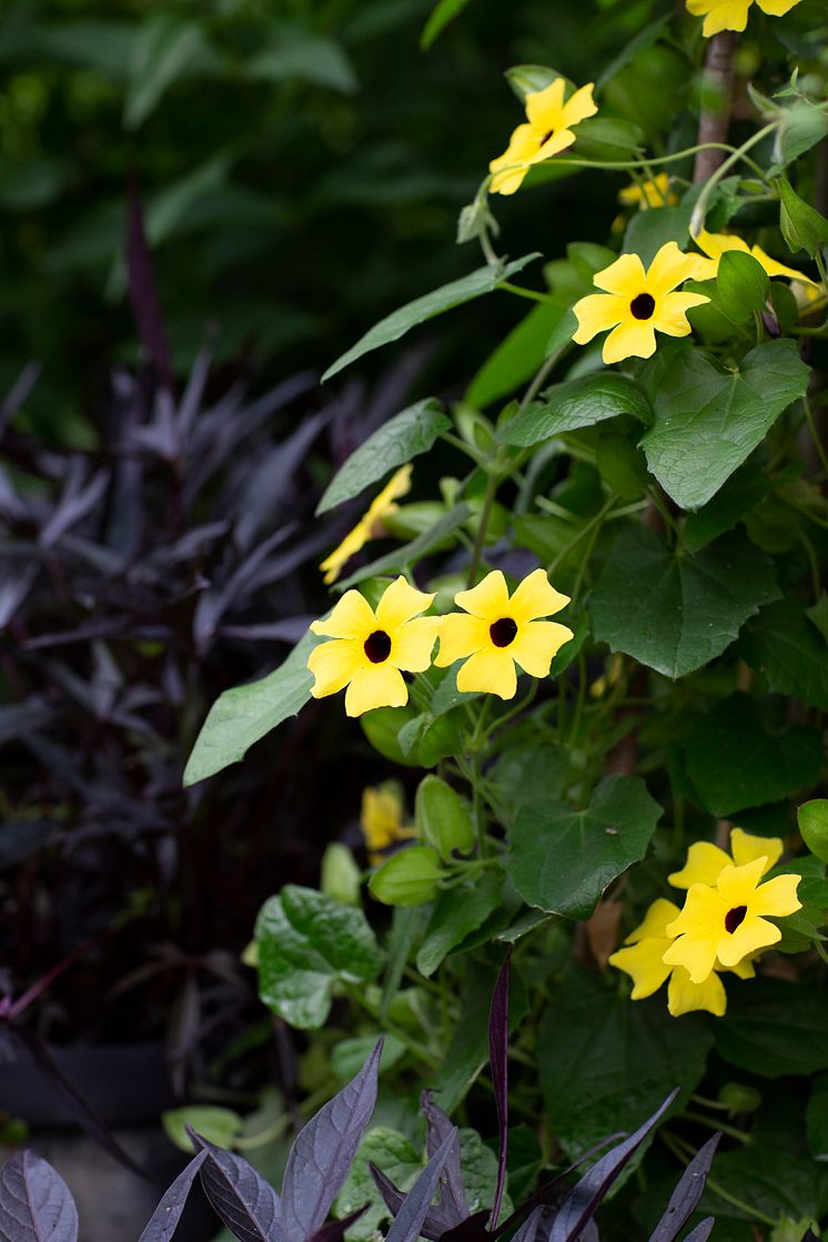 Årets Sommarblomma 2023 Thunbergia alata Svartöga foto annikasnaturligating (5)