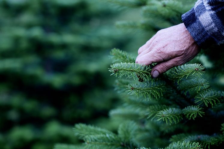 De ekologiska granarna kommer från Smålandsgran AB