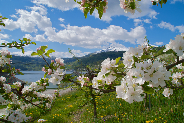 Fruit blossoming in Hardangerfjord -Photo - Øyvind Heen – fjords.com .png