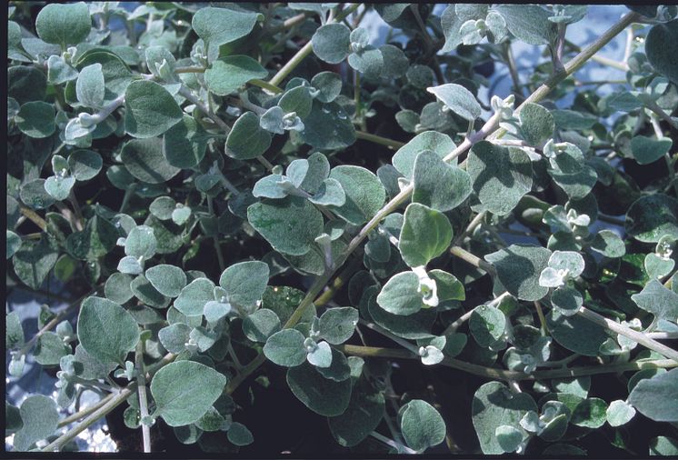 Rabatteternell Helichrysum petiolare