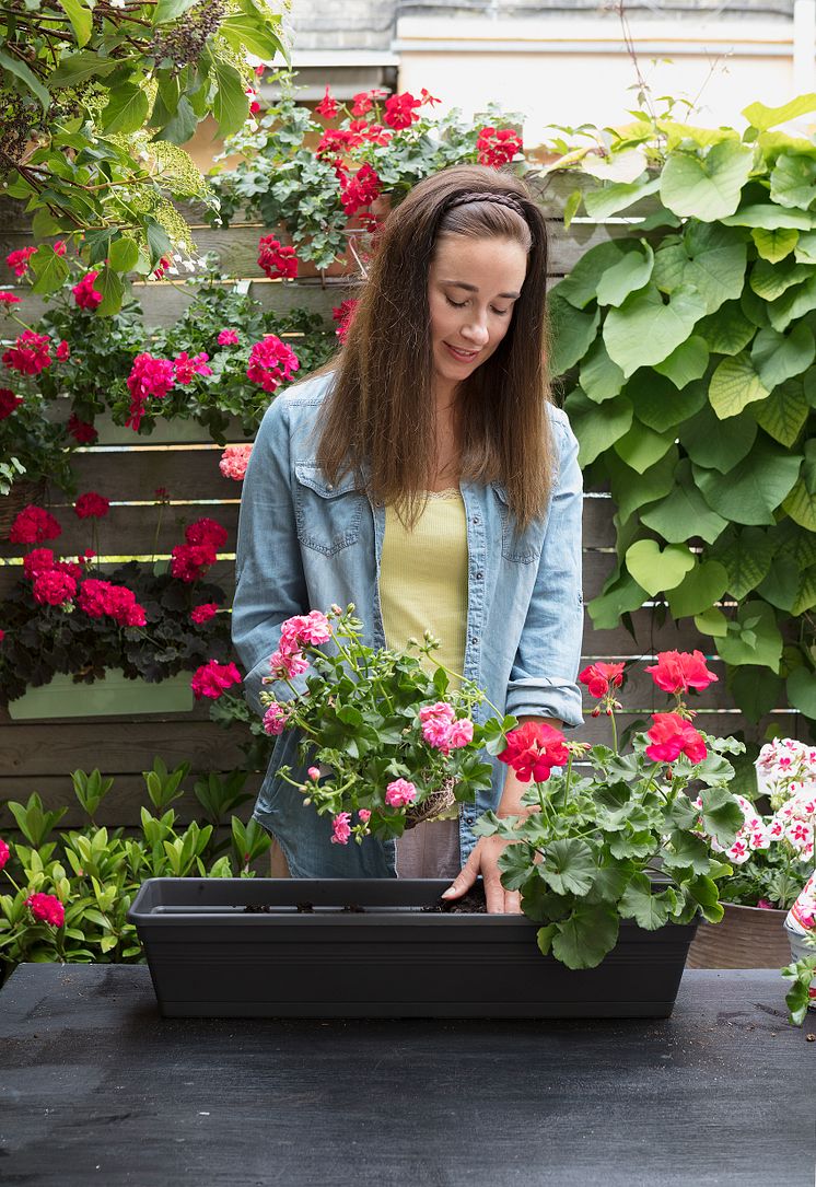 Så sköter du dina pelargoner