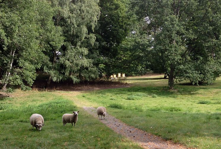 Kungliga bikupor och får vid Haga Slott