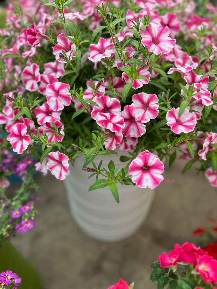 Petunia Vista Candy_2024