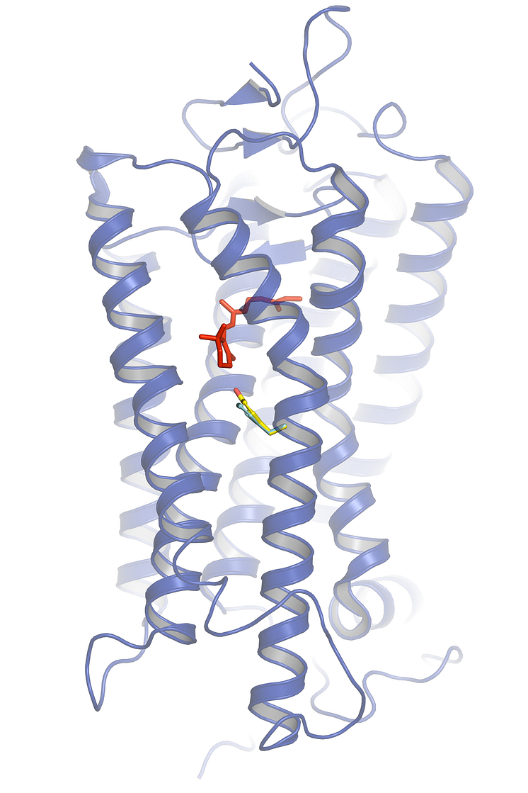 Strukturmodell för sillens rodopsin (blå) med kromoforen retinal i rött, där ljusabsorptionen sker.