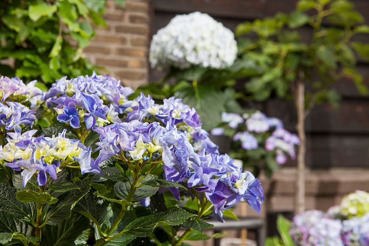 Hortensia - en effektiv luftfuktare med ljuvlig blomning