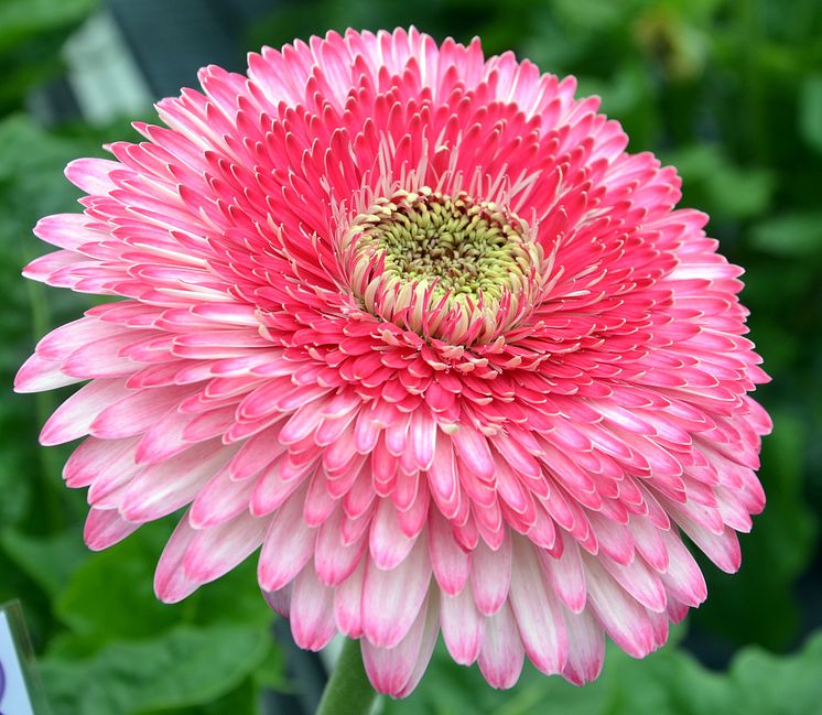 Patio Gerbera