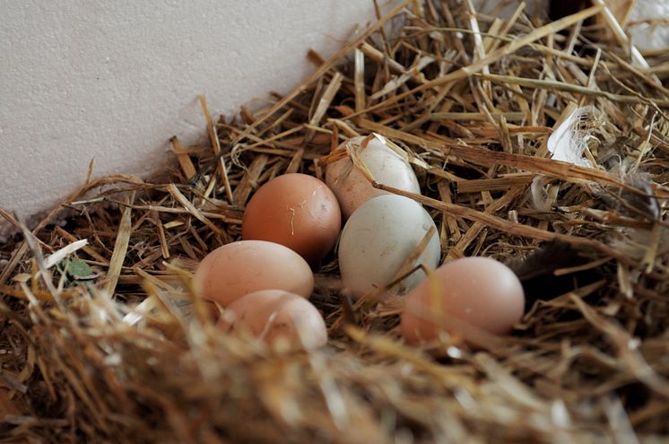 Egg fra Geitmyra matkultursenter. Foto: Kaarina Borud.