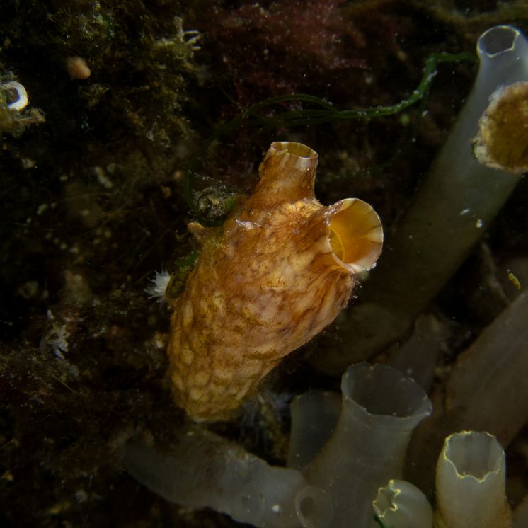 Styela clava 2 foto Martin.Stjernstedt Havets Hus