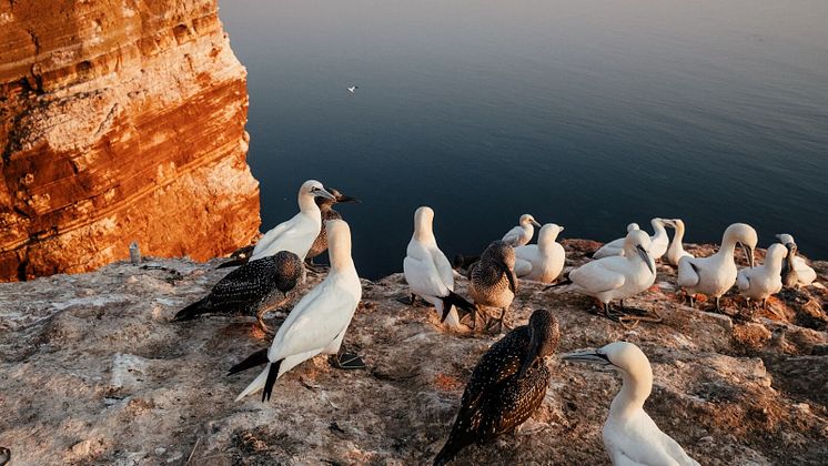 Helgoland