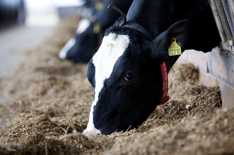 Cows feeding